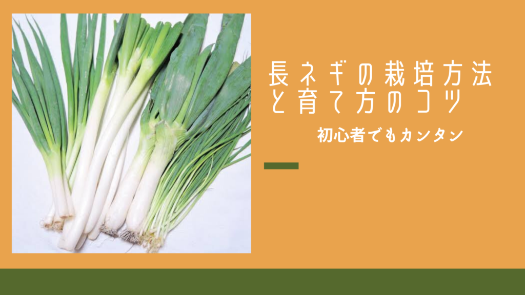 ネギ栽培方法と失敗しない栽培のコツ ときめきガレージ