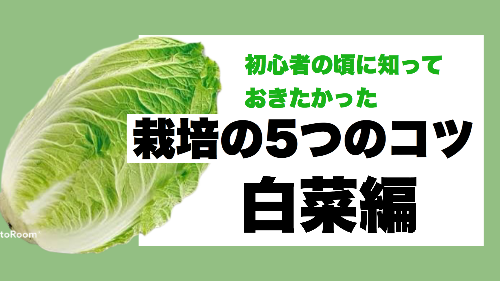 白菜栽培で失敗した人に伝えたい栽培方法5つのコツ ときめきガレージ