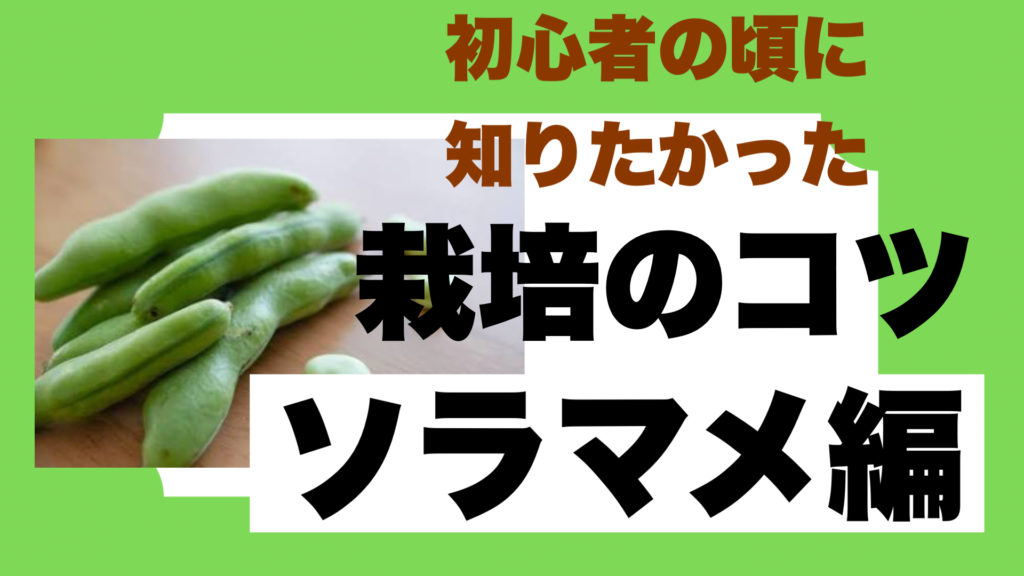 そら豆栽培で失敗した人に伝えたい栽培方法5つのコツ ときめきガレージ