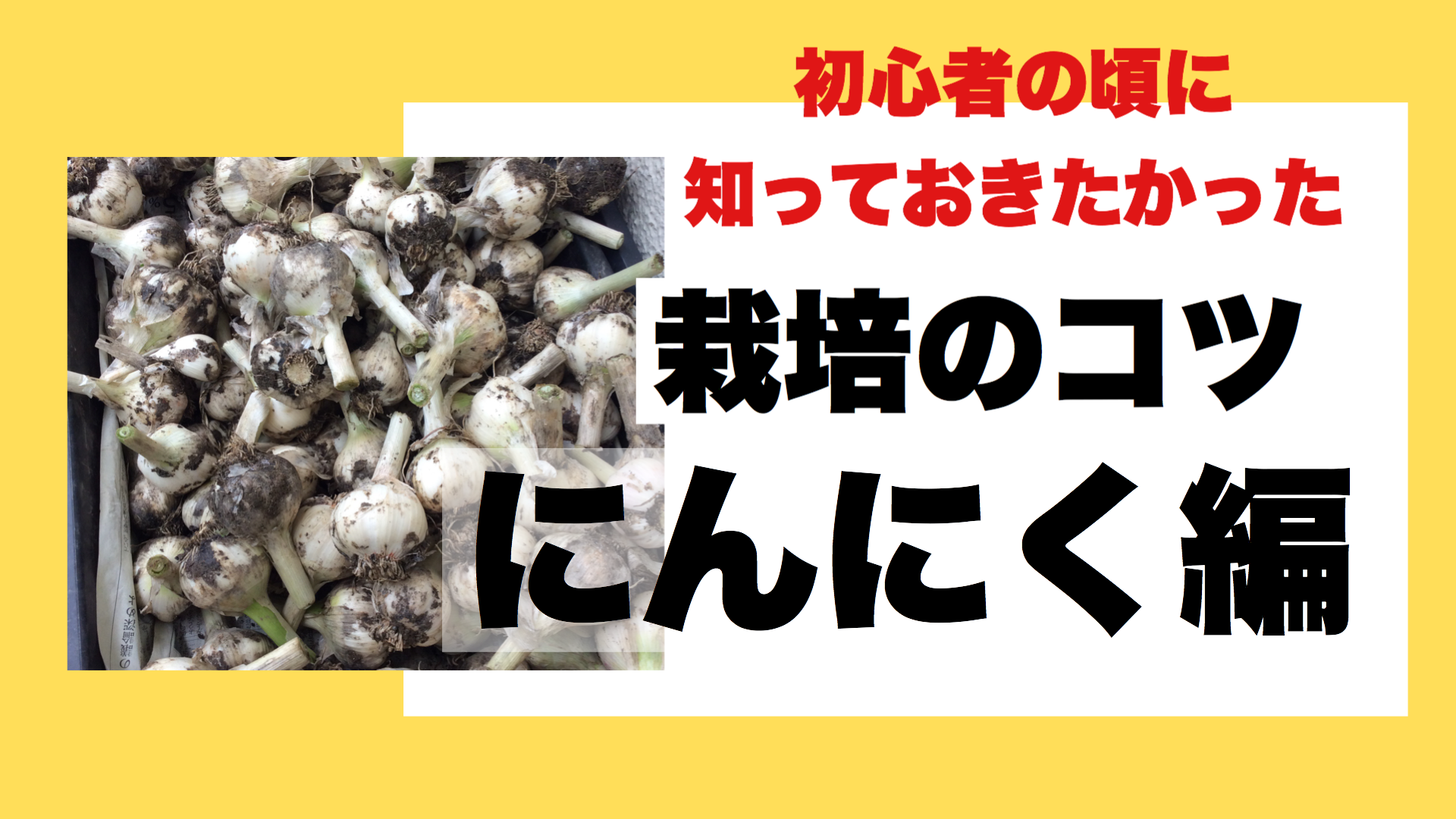 ニンニク栽培で失敗した人に伝えたい栽培方法5つのコツ ときめきガレージ