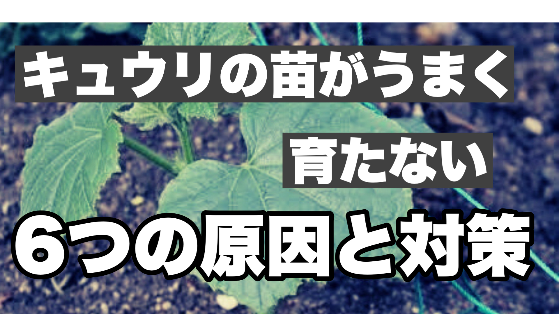 キュウリ苗がうまく育たない6つの原因と対策 ときめきガレージ