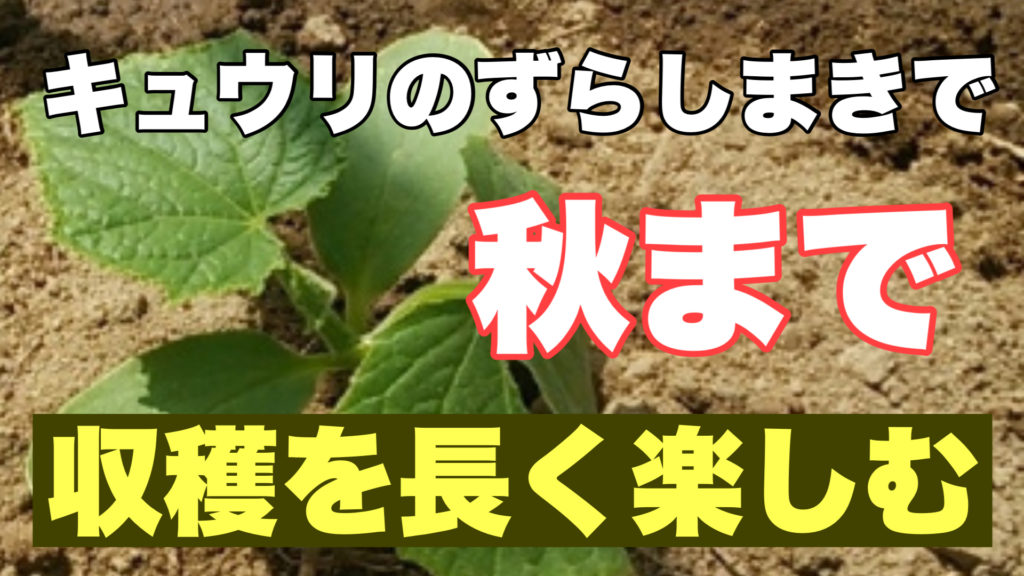 キュウリのずらしまきで秋までの長期間収穫を楽しむ方法 ときめきガレージ