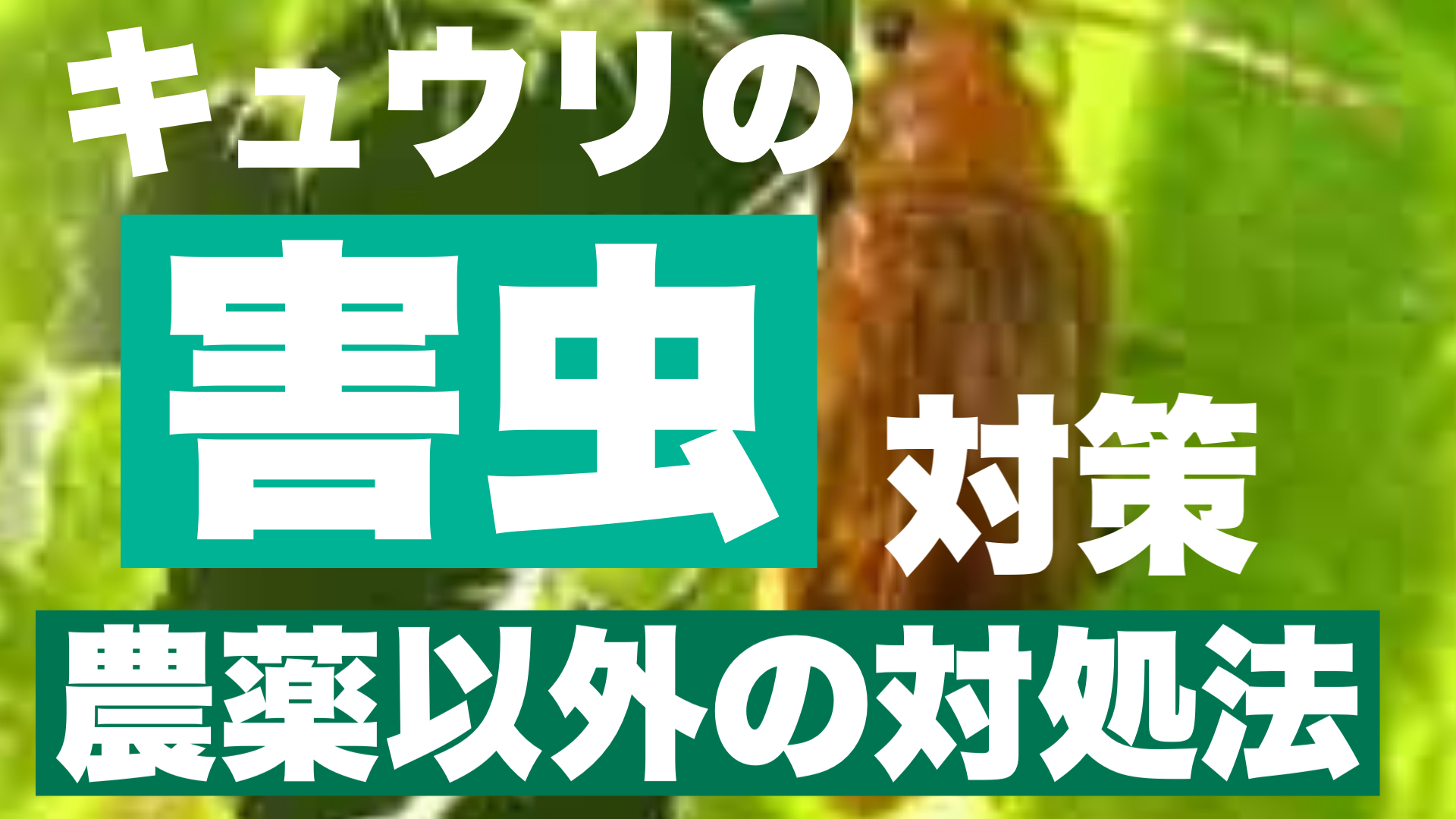 キュウリに発生する害虫対策 症状からみる農薬以外の対処 予防法 ときめきガレージ