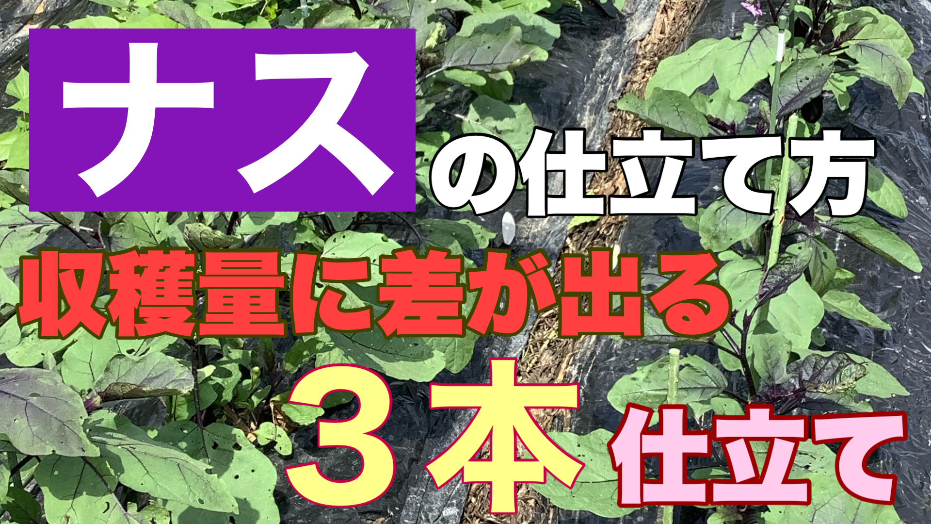 ナスの仕立て方 収穫量に差が出る３本仕立ての方法 ときめきガレージ