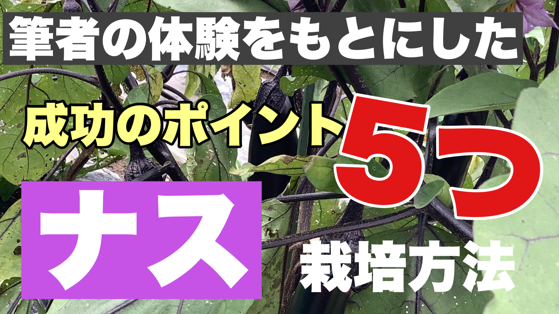 ナスの栽培方法 失敗体験から得た５つの成功ポイント ときめきガレージ