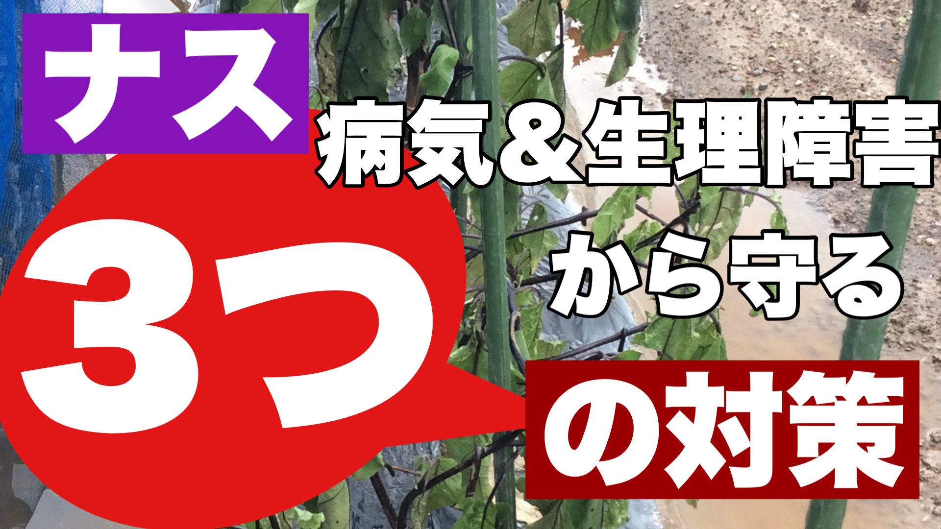 ナスの病気対策とは 生理障害かも 症状の違いと対策を徹底解説 ときめきガレージ