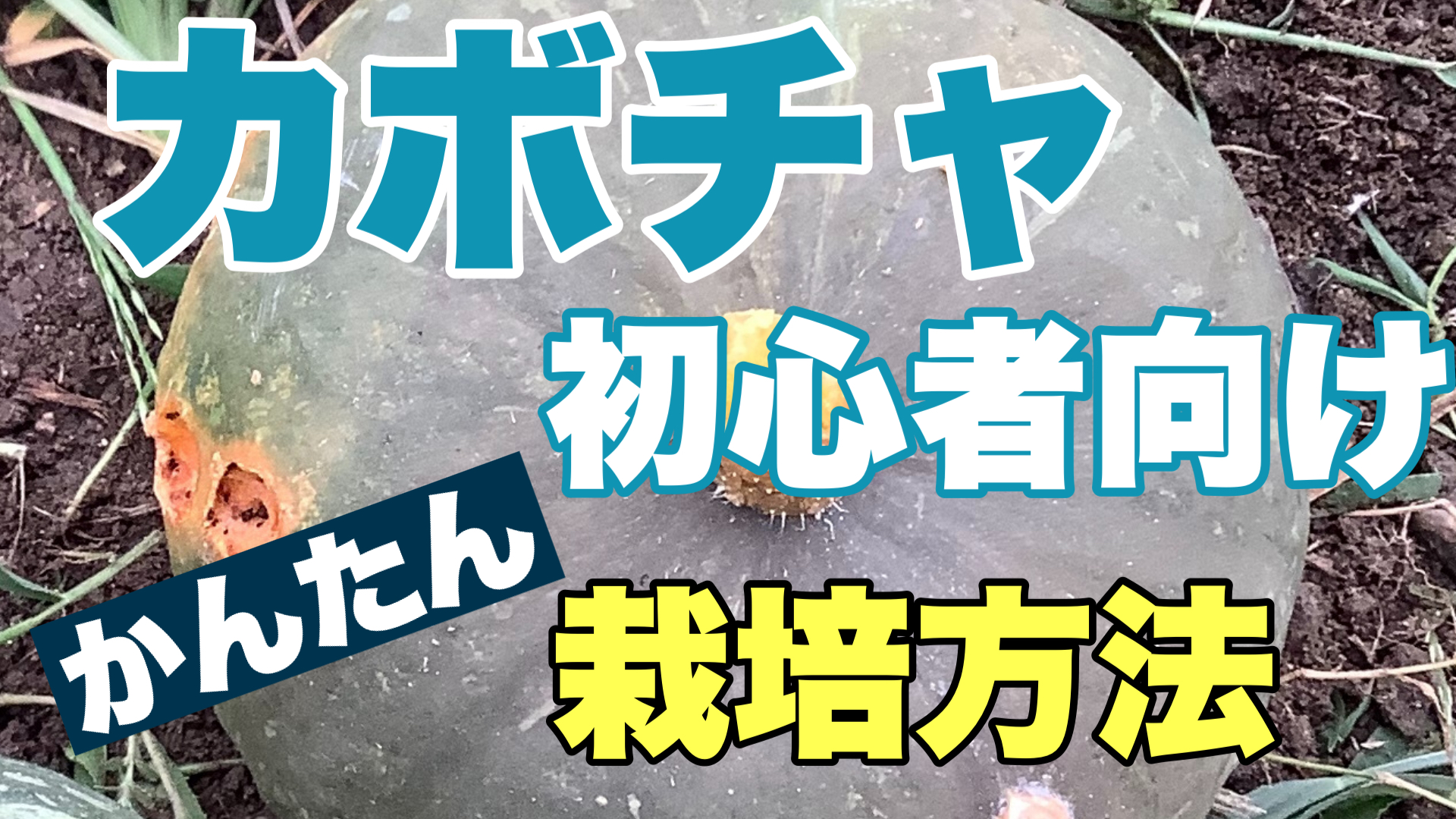 カボチャの栽培方法 初心者でも簡単な栽培手順と注意したい3つのポイント ときめきガレージ